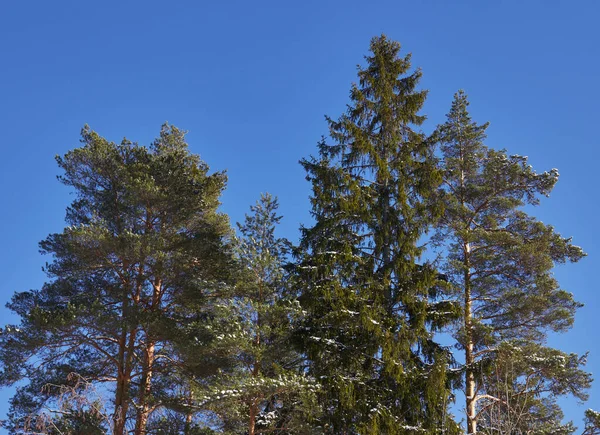 Camino nevado en el bosque de invierno en tiempo claro. La naturaleza rusa en invierno. el sol brilla en la esquina. Año Nuevo invierno concepto de clima . — Foto de Stock