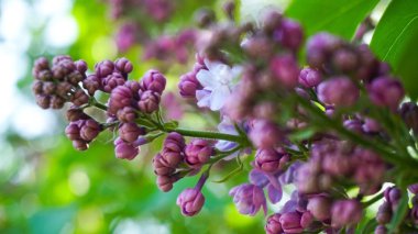 Park menekşe leylak