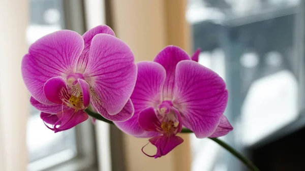 Violet orchid in office