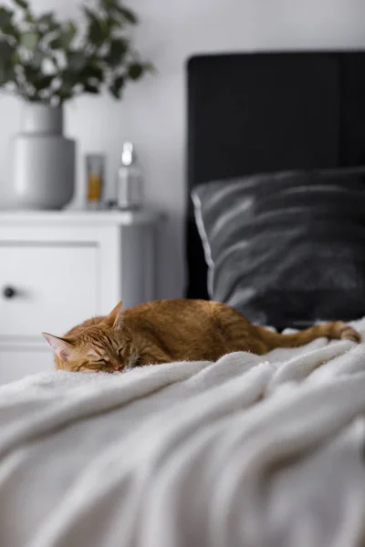 red cat sleeps on a black bed, on a light plaid in a white interior