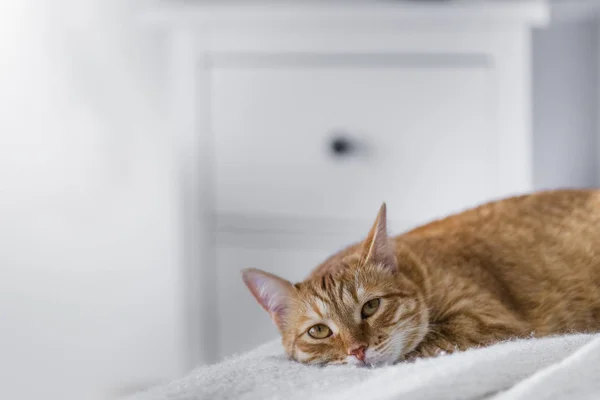 kırmızı kedi beyaz iç ışık bir ekose üzerinde siyah bir yatakta uyuyor