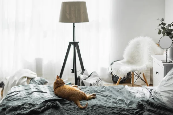 一只红猫躺在床上 灰色的亚麻布在灰色的编织格子上 太阳照耀窗外是一盏台灯 一本书 一座基座 — 图库照片