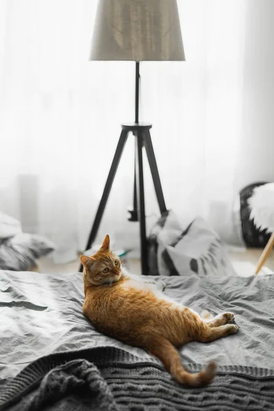 Eine Rote Katze Liegt Auf Einem Bett Mit Grauer Bettwäsche — Stockfoto