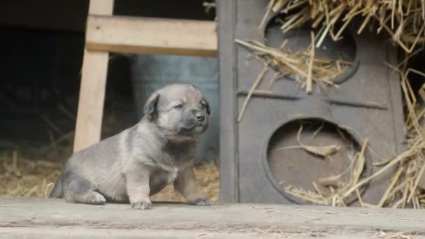 Leuke Grijze Puppy Zittend Drempel Van Een Oude Schuur Hond — Stockvideo