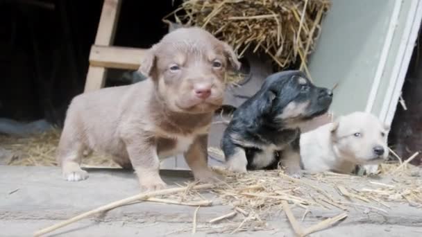 Leuke Onhandige Puppy Rennend Voor Deur Van Een Schuur Een — Stockvideo