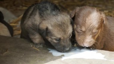 Şirin yavrular dökülen sütü içerler. Güzel sakar köpekler oynuyor. Kapat.