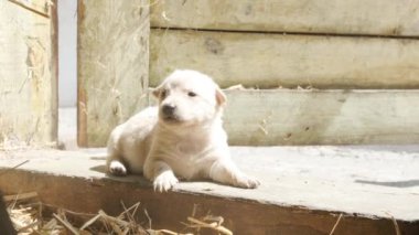 Eski bir ahırın eşiğinde oturan sevimli beyaz köpek yavrusu. Eski bir çiftlikteki köpek.