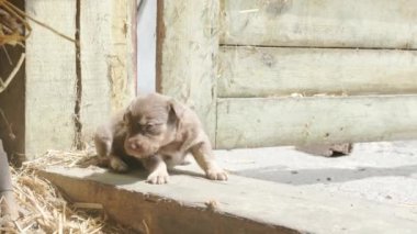Eski bir ahırın eşiğinde oturan sevimli kahverengi köpek yavrusu. Eski bir çiftlikteki köpek.