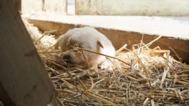 Eski bir çiftlikteki samanlıkta oynayan sevimli beyaz sakar köpek yavrusu..