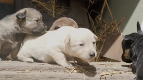 Anak Anjing Lucu Kikuk Berjalan Depan Pintu Sebuah Gudang Sebuah — Stok Video