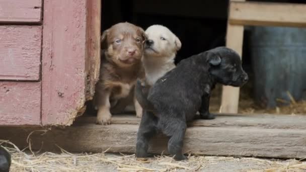 Leuke Onhandige Puppies Proberen Uit Oude Schuur Tuin Komen Mooie — Stockvideo