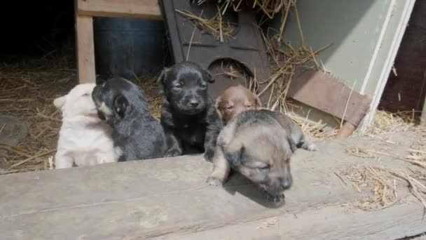 Leuke Onhandige Puppy Rennend Voor Deur Van Een Schuur Een — Stockvideo