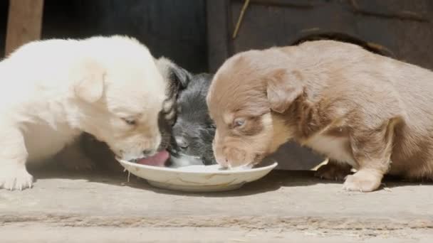 Şirin Yavrular Bir Kâseden Süt Içerler Güzel Sakar Köpekler Oynuyor — Stok video