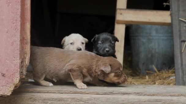 Bonitos Cachorros Desajeitados Correndo Porta Celeiro Uma Antiga Fazenda Lindos — Vídeo de Stock