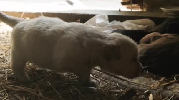 Een Schattige Witte Onhandige Puppy Gaat Naar Een Roedel Pups — Stockvideo