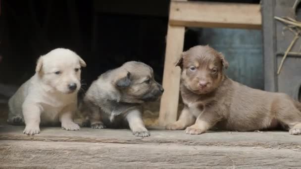 Eski Bir Çiftlikteki Bir Ahırın Kapısında Koşan Sevimli Sakar Yavrular — Stok video