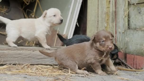 Lindos Cachorros Torpes Corriendo Puerta Granero Una Granja Vieja Hermosos — Vídeo de stock