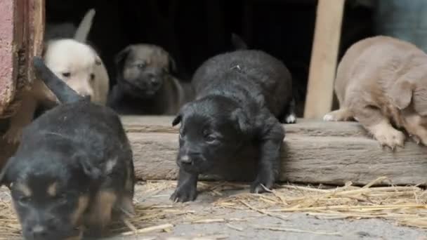 Cuccioli Goffi Svegli Provano Uscire Dal Vecchio Fienile Nel Cortile — Video Stock