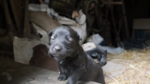 Leuke Onhandige Puppies Lopen Rond Schuur Oude Boerderij Mooie Puppies — Stockvideo