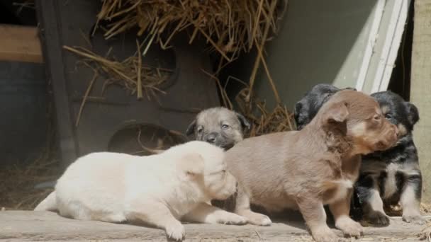 在一个老农场的谷仓门阶上跑来跑去的可爱笨拙的小狗 漂亮的小狗在一起玩耍 — 图库视频影像