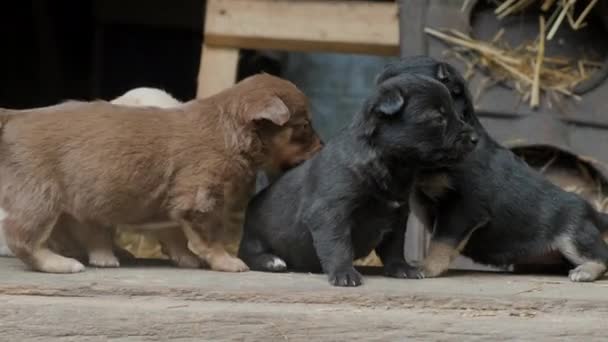 Cute Clumsy Puppies Running Doorstep Barn Old Farm Beautiful Puppies — Stock Video