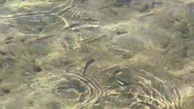 Açık deniz suyunda küçük balıklar yüzer. Yunanistan 'da Ege Denizi, Halkidiki