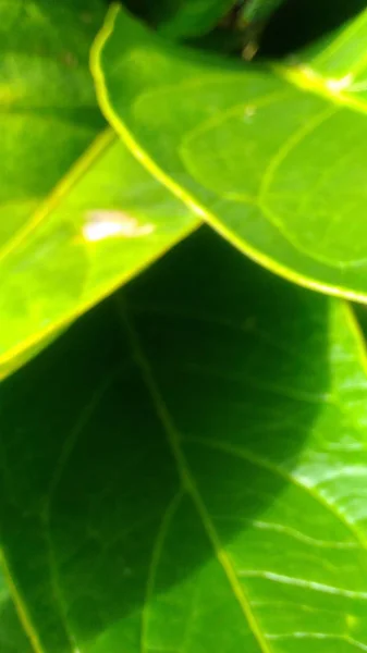 Groene Jemanii Blad Exotische Planten Behang — Stockfoto