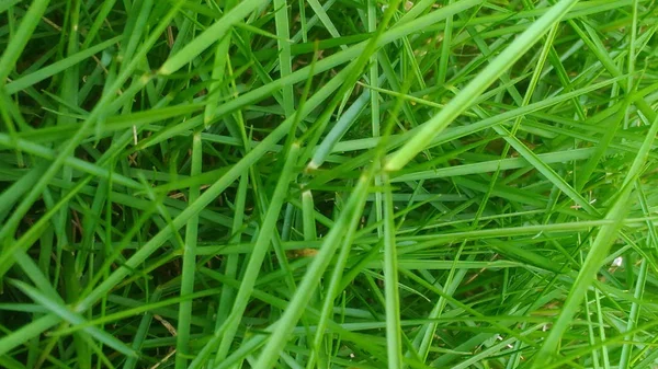 Green Wild Grass Wallpaper Style — Stock Photo, Image