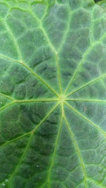 Begonia Leafs Exotic Garden Plants Wallpaper — Stock Photo, Image