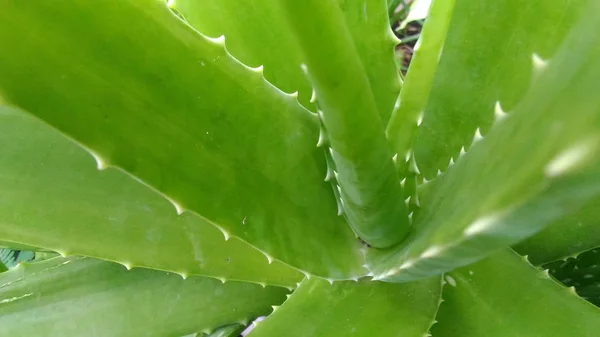 Verde Aloevera Nella Stagione Estiva Carta Parati — Foto Stock