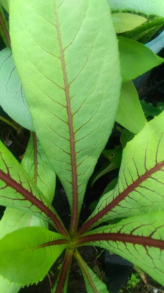 赤い野生マスタード エキゾチックな植物の壁紙 — ストック写真