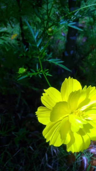 Wilde Gelbe Blume Blühen Tapete — Stockfoto