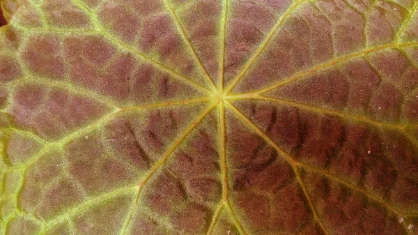 Begonia Marrón Oscuro Hoja Papel Pintado —  Fotos de Stock