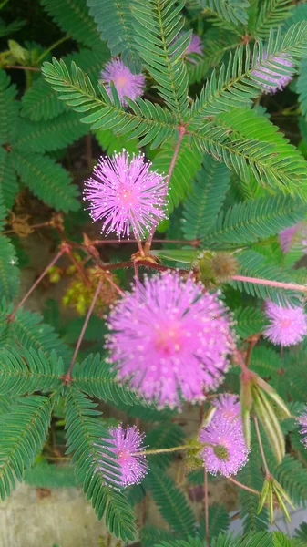 Fleur Boule Rose Sauvage Fleurir Dans Papier Peint Mars — Photo