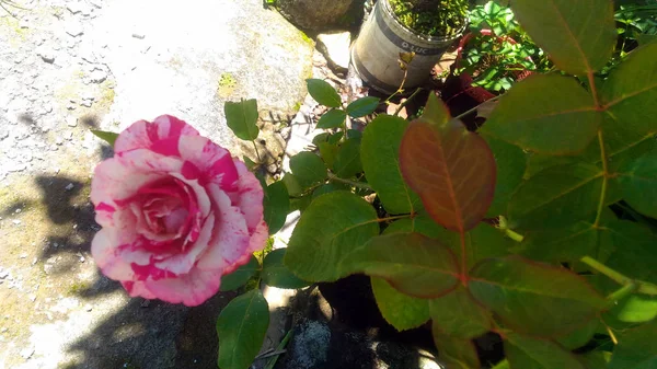 Egzotikus Rózsaszirom Virágos Háttérkép — Stock Fotó