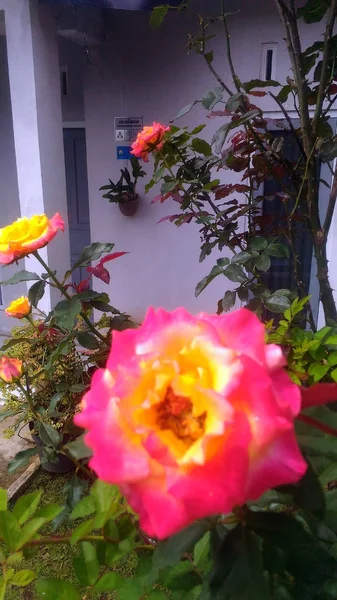 Rose Jaune Rose Fleur Papier Peint — Photo