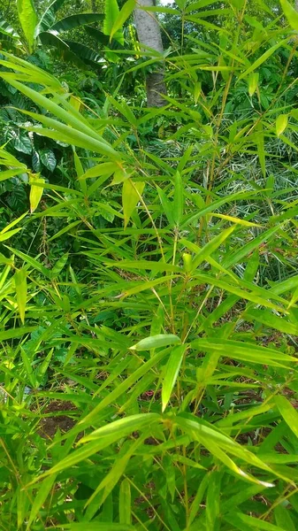 Młody Bambusowe Drzewa Rosną Dzikie Tapeta — Zdjęcie stockowe