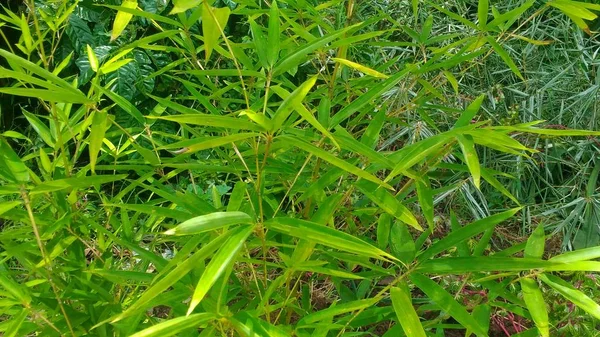 Árbol Bambú Joven Crecer Salvaje Fondo Pantalla — Foto de Stock