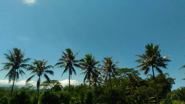 ココナッツの木は朝の壁紙の素敵な写真 — ストック写真