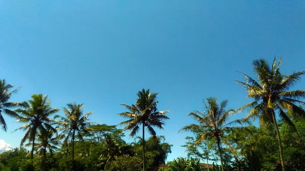 Kokosové Stromečky Nice Pic Ranní Tapeta — Stock fotografie
