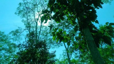 Tik ağacı sabah güneşin, duvar kağıdı