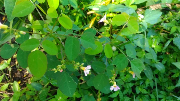 Exotische Weiße Rosa Blume Wächst Wild Auf Den Feldern — Stockfoto