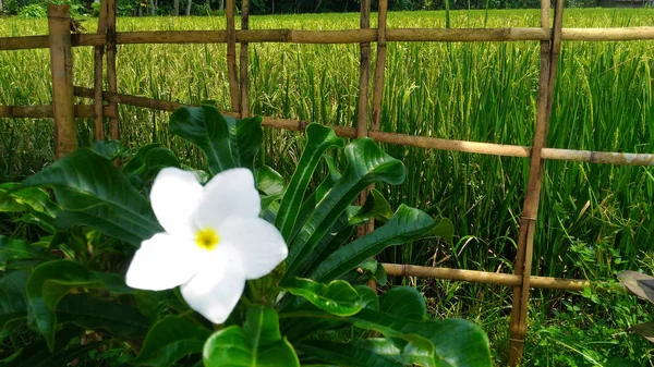 Fleur Cambodia Blanc Fleurir Été — Photo