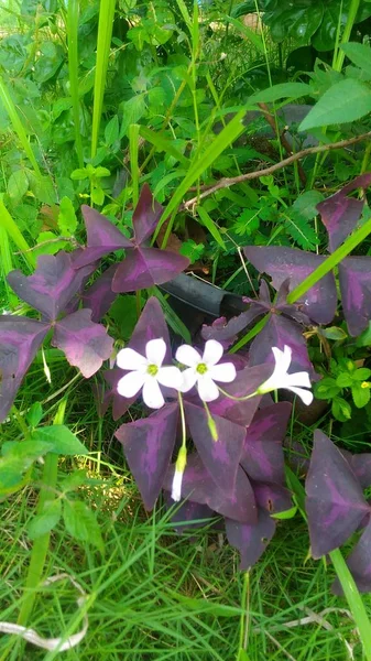 Fehér Virágok Lila Levelek — Stock Fotó