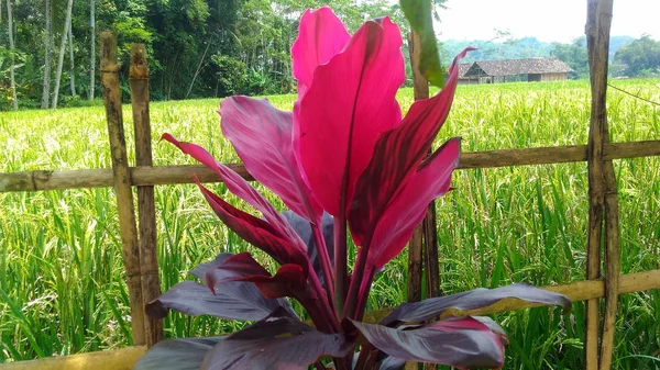 Daun Merah Eksotis Cordyline — Stok Foto