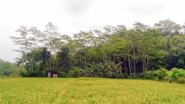 Ketika Sawah Matang Saya Kentut Untuk Panen — Stok Foto