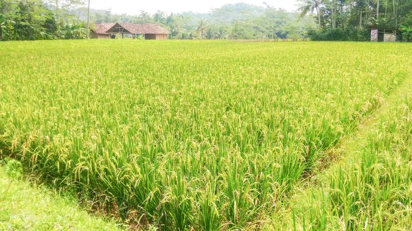 Producción Arroz Maduro Oro Amarillo Cuando Empieza Cosechar — Foto de Stock