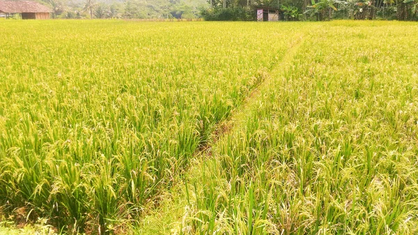 Sarı Altın Olgunlaşmış Pirinç Tarlası Hasat Başladığında — Stok fotoğraf