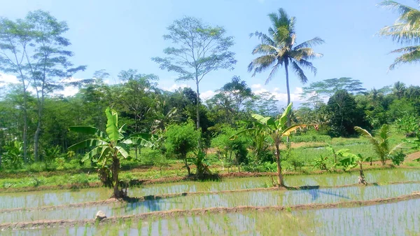 Молоді Рисові Дерева Полях Готові Вирощувати — стокове фото