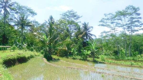 Pohon Padi Muda Ladang Siap Untuk Tumbuh — Stok Foto